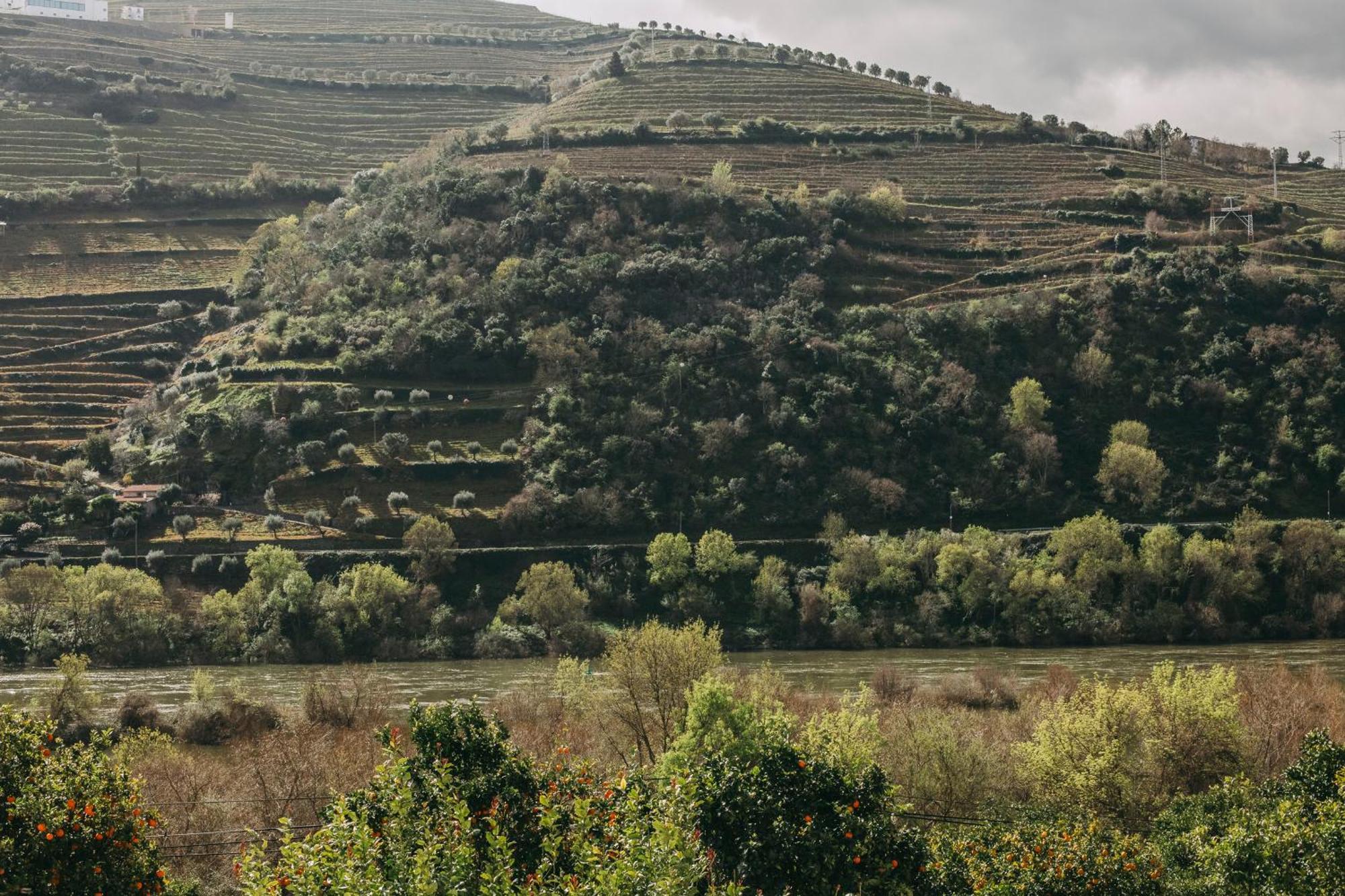 Torel Quinta Da Vacaria - Douro Valley Peso da Régua Extérieur photo